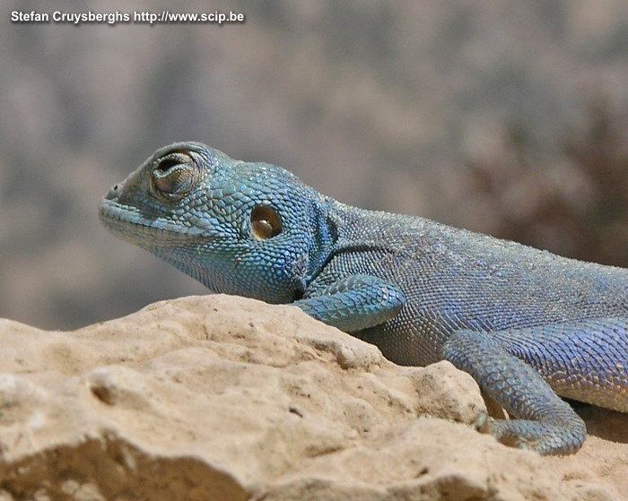 Rummana - Blue Sinai lizard  Stefan Cruysberghs